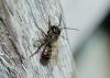 Osmia sp.